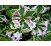 Вейгела цветущая Нана Вариегата (Nana Variegata) C 2,5